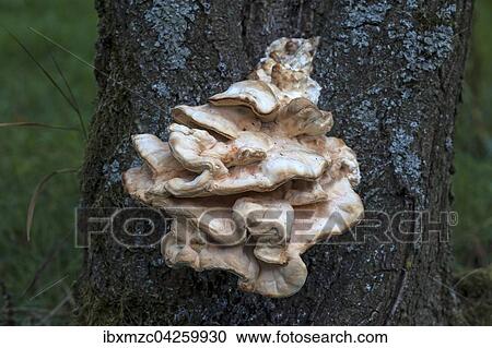Baumporlin (Fomitopsis) an einem Kirschbaum (Prunus sp. ), Oberfranken, Bayern, Deutschland, Europa View Large Photo Image Stock Image - Baumporlin (Fomitopsis) an einem Kirschbaum (Prunus sp. ), Oberfranken, Bayern, Deutschland, Europa. Fotosearch
