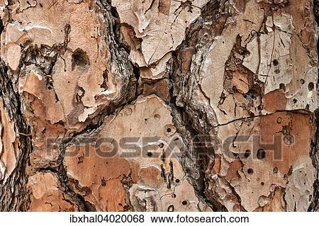 Baumrinde einer Pinie (Pinus pinea), La Palma, Kanarische Inseln, Spanien, Europa View Large Photo Image Stock Photo - Baumrinde einer Pinie (Pinus pinea), La Palma, Kanarische Inseln, Spanien, Europa. Fotosearch