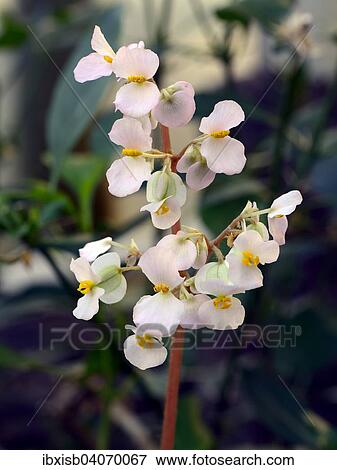 Begonie (Begonia floccifera), Indien, Asien View Large Photo Image Stock Photo - Begonie (Begonia floccifera), Indien, Asien. Fotosearch