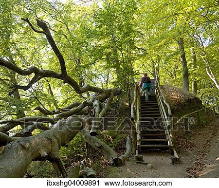 Stock Image - Beim Herthasee, Nationalpark Jasmund, Insel Rugen, Mecklenburg-Vorpommern, Deutschland, Europa. Fotosearch