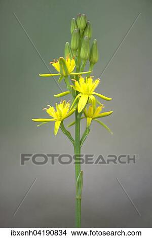 Beinbrech, Moorlilie (Narthecium ossifragum), Emsland, Niedersachsen, Deutschland, Europa View Large Photo Image Picture - Beinbrech, Moorlilie (Narthecium ossifragum), Emsland, Niedersachsen, Deutschland, Europa. Fotosearch