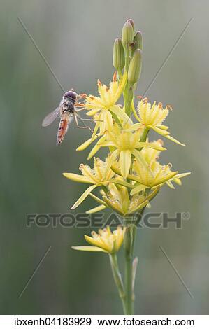 Stock Photo - Beinbrech, Moorlilie (Narthecium ossifragum) mit Schwebfliege, Emsland, Niedersachsen, Deutschland, Europa. Fotosearch