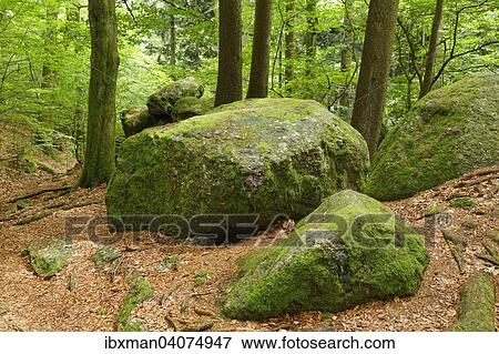 Stock Photo - Bemooste Felsen in Ysperklamm, Yspertal, Waldviertel, Niederosterreich, Osterreich, Europa. Fotosearch