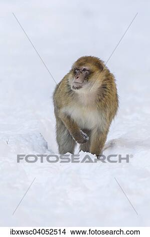 Berberaffe (Macaca sylvanus), Alttier, im Schnee, captive, Rheinland-Pfalz, Deutschland, Europa View Large Photo Image Picture - Berberaffe (Macaca sylvanus), Alttier, im Schnee, captive, Rheinland-Pfalz, Deutschland, Europa. Fotosearch