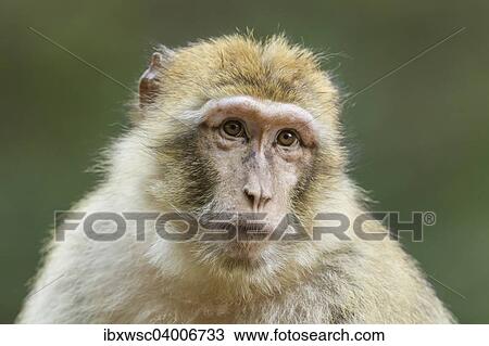 Berberaffe (Macaca sylvanus), Alttier, captive View Large Photo Image Stock Image - Berberaffe (Macaca sylvanus), Alttier, captive. Fotosearch