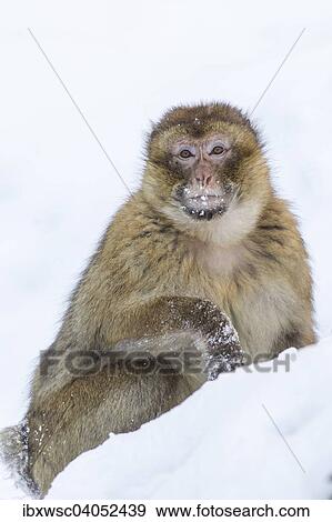Berberaffe (Macaca sylvanus), Alttier, im Schnee, captive, Rheinland-Pfalz, Deutschland, Europa View Large Photo Image Stock Photo - Berberaffe (Macaca sylvanus), Alttier, im Schnee, captive, Rheinland-Pfalz, Deutschland, Europa. Fotosearch