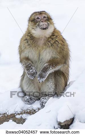 Berberaffe (Macaca sylvanus), Alttier, im Schnee, captive, Rheinland-Pfalz, Deutschland, Europa View Large Photo Image Stock Photo - Berberaffe (Macaca sylvanus), Alttier, im Schnee, captive, Rheinland-Pfalz, Deutschland, Europa. Fotosearch