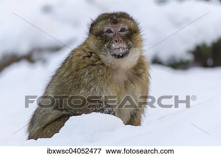 Berberaffe (Macaca sylvanus), Alttier, im Schnee, captive, Rheinland-Pfalz, Deutschland, Europa View Large Photo Image Stock Photo - Berberaffe (Macaca sylvanus), Alttier, im Schnee, captive, Rheinland-Pfalz, Deutschland, Europa. Fotosearch