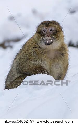 Berberaffe (Macaca sylvanus), Alttier, im Schnee, captive, Rheinland-Pfalz, Deutschland, Europa View Large Photo Image Stock Photo - Berberaffe (Macaca sylvanus), Alttier, im Schnee, captive, Rheinland-Pfalz, Deutschland, Europa. Fotosearch