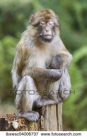 Stock Photo - Berberaffe (Macaca sylvanus), captive. Fotosearch