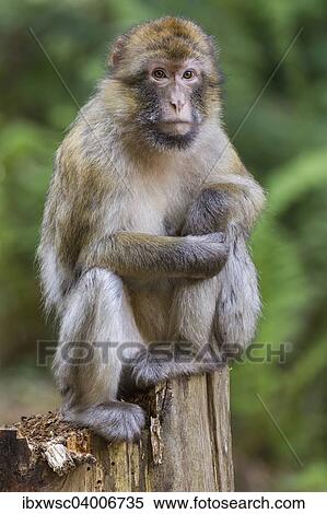 Berberaffe (Macaca sylvanus), captive View Large Photo Image Stock Photography - Berberaffe (Macaca sylvanus), captive. Fotosearch