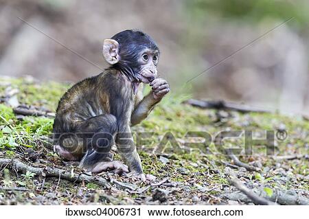 Berberaffe (Macaca sylvanus), Affenbaby, captive View Large Photo Image Stock Image - Berberaffe (Macaca sylvanus), Affenbaby, captive. Fotosearch