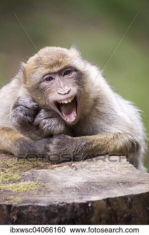Berberaffe, (Macaca sylvanus), Jungtier, Vorkommen in Marokko, captive, Rheinland-Pfalz, Deutschland, Europa View Large Photo Image Stock Image - Berberaffe, (Macaca sylvanus), Jungtier, Vorkommen in Marokko, captive, Rheinland-Pfalz, Deutschland, Europa. Fotosearch
