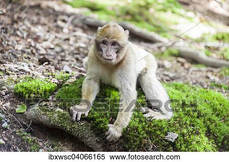 Berberaffe, (Macaca sylvanus), Jungtier, Vorkommen in Marokko, captive, Rheinland-Pfalz, Deutschland, Europa View Large Photo Image Stock Photography - Berberaffe, (Macaca sylvanus), Jungtier, Vorkommen in Marokko, captive, Rheinland-Pfalz, Deutschland, Europa. Fotosearch