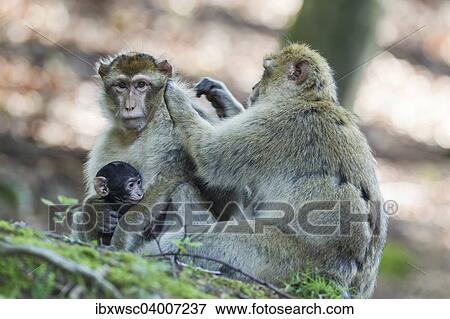 Berberaffen (Macaca sylvanus), Vorkommen in Marokko, captive View Large Photo Image Stock Photo - Berberaffen (Macaca sylvanus), Vorkommen in Marokko, captive. Fotosearch