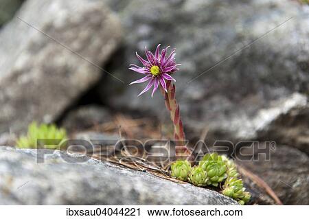 Berg-Hauswurz (Sempervivum montanum), violette Blute, Zaytal, Valle Di Zai, Trentino-Sudtirol, Italien, Europa View Large Photo Image Stock Image - Berg-Hauswurz (Sempervivum montanum), violette Blute, Zaytal, Valle Di Zai, Trentino-Sudtirol, Italien, Europa. Fotosearch