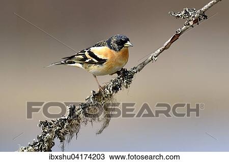 Bergfink oder Nordfink (Fringilla montifringilla), Mannchen auf Ast sitzend, Provinz Hedmark, Norwegen, Europa View Large Photo Image Stock Image - Bergfink oder Nordfink (Fringilla montifringilla), Mannchen auf Ast sitzend, Provinz Hedmark, Norwegen, Europa. Fotosearch