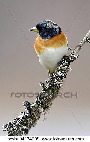 Bergfink oder Nordfink (Fringilla montifringilla), Mannchen auf Ast sitzend, Provinz Hedmark, Norwegen, Europa View Large Photo Image Stock Photo - Bergfink oder Nordfink (Fringilla montifringilla), Mannchen auf Ast sitzend, Provinz Hedmark, Norwegen, Europa. Fotosearch