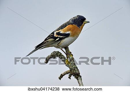 Bergfink oder Nordfink (Fringilla montifringilla), Mannchen auf Ast sitzend, Provinz Hedmark, Norwegen, Europa View Large Photo Image Stock Photo - Bergfink oder Nordfink (Fringilla montifringilla), Mannchen auf Ast sitzend, Provinz Hedmark, Norwegen, Europa. Fotosearch