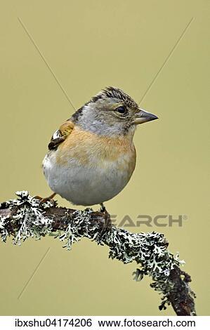 Bergfink oder Nordfink (Fringilla montifringilla), Weibchen auf Ast sitzend, Provinz Hedmark, Norwegen, Europa View Large Photo Image Stock Photograph - Bergfink oder Nordfink (Fringilla montifringilla), Weibchen auf Ast sitzend, Provinz Hedmark, Norwegen, Europa. Fotosearch