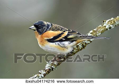 Stock Photograph - Bergfink oder Nordfink (Fringilla montifringilla), Mannchen auf Ast sitzend, Provinz Hedmark, Norwegen, Europa. Fotosearch
