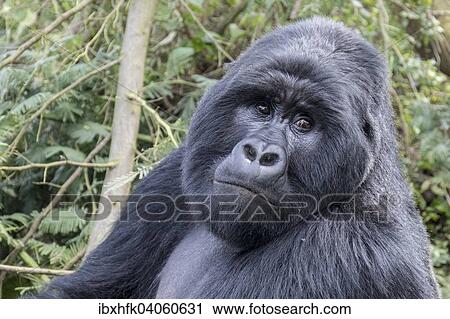 Berggorilla (Gorilla beringei beringei) der Nyakagezi-Gruppe, Mgahinga-Gorilla-Nationalpark, Uganda, Afrika View Large Photo Image Stock Image - Berggorilla (Gorilla beringei beringei) der Nyakagezi-Gruppe, Mgahinga-Gorilla-Nationalpark, Uganda, Afrika. Fotosearch