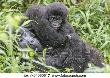 Berggorilla (Gorilla beringei beringei) der Nkuringo-Gruppe mit Jungtier, Bwindi-Impenetrable Forest-Nationalpark, Uganda, Afrika View Large Photo Image Stock Photo - Berggorilla (Gorilla beringei beringei) der Nkuringo-Gruppe mit Jungtier, Bwindi-Impenetrable Forest-Nationalpark, Uganda, Afrika. Fotosearch