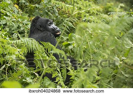 Berggorilla (Gorilla beringei beringei), Bwindi-Impenetrable-Nationalpark, Uganda, Afrika View Large Photo Image Stock Photo - Berggorilla (Gorilla beringei beringei), Bwindi-Impenetrable-Nationalpark, Uganda, Afrika. Fotosearch