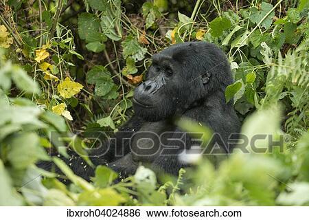 Stock Photograph - Berggorilla (Gorilla beringei beringei), Bwindi-Impenetrable-Nationalpark, Uganda, Afrika. Fotosearch