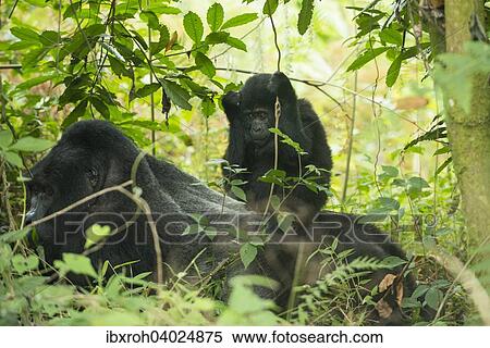Berggorilla (Gorilla beringei beringei), Jungtier sitzt auf Mannchen, Bwindi-Impenetrable-Nationalpark, Uganda, Afrika View Large Photo Image Stock Photography - Berggorilla (Gorilla beringei beringei), Jungtier sitzt auf Mannchen, Bwindi-Impenetrable-Nationalpark, Uganda, Afrika. Fotosearch