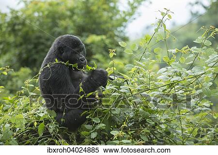 Stock Photography - Berggorilla (Gorilla beringei beringei), Bwindi-Impenetrable-Nationalpark, Uganda, Afrika. Fotosearch