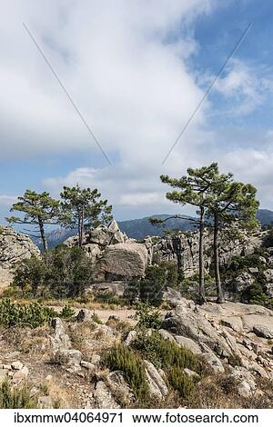 Stock Image - Berglandschaft, Alta Rocca, l'Ospedale, Korsika, Frankreich, Europa. Fotosearch