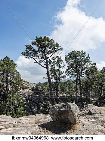 Berglandschaft mit Kiefern und Fels, L'Ospedale, Alta Rocca, Korsika, Frankreich, Europa View Large Photo Image Stock Photo - Berglandschaft mit Kiefern und Fels, L'Ospedale, Alta Rocca, Korsika, Frankreich, Europa. Fotosearch