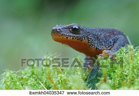 Bergmolch (Triturus alpestris), Mannchen, Hessen, Deutschland, Europa View Large Photo Image Stock Photo - Bergmolch (Triturus alpestris), Mannchen, Hessen, Deutschland, Europa. Fotosearch