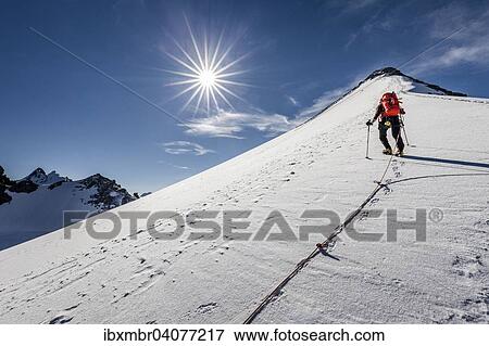 Bergsteiger beim Aufstieg uber den Gipfelgrat auf die Tuckettspitze am Stilfser Joch, hier am Madatschferner, hinten die Tuckettspitze, Trafoiertal, Ortlergruppe, Ortlergebiet, Nationalpark Stilfser Joch, Sudtirol, Trentino-Sudtirol, Italien, Europa View Large Photo Image Stock Photo - Bergsteiger beim Aufstieg uber den Gipfelgrat auf die Tuckettspitze am Stilfser Joch, hier am Madatschferner, hinten die Tuckettspitze, Trafoiertal, Ortlergruppe, Ortlergebiet, Nationalpark Stilfser Joch, Sudtirol, Trentino-Sudtirol, Italien, Europa. Fotosearch