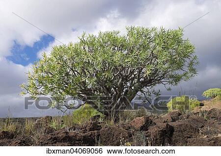 Berthelot-Wolfsmilch (Euphorbia berthelotii), Alajero, La Gomera, Kanarische Inseln, Spanien, Europa View Large Photo Image Stock Photograph - Berthelot-Wolfsmilch (Euphorbia berthelotii), Alajero, La Gomera, Kanarische Inseln, Spanien, Europa. Fotosearch