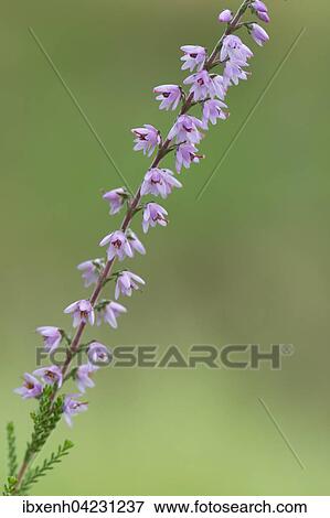 Besenhede (Calluna vulgaris), Emsland, Niedersachsen, Deutschland, Europa View Large Photo Image Stock Photo - Besenhede (Calluna vulgaris), Emsland, Niedersachsen, Deutschland, Europa. Fotosearch
