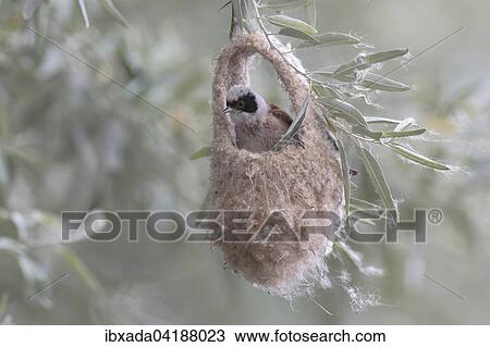 Beutelmeise (Remiz pendulinus), Mannchen sitzt in halbfertigem Nest, Neusiedlersee, Burgenland, Osterreich, Europa View Large Photo Image Stock Image - Beutelmeise (Remiz pendulinus), Mannchen sitzt in halbfertigem Nest, Neusiedlersee, Burgenland, Osterreich, Europa. Fotosearch
