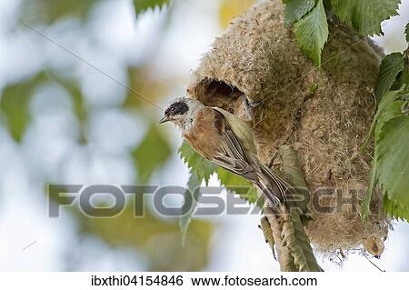Beutelmeise (Remiz pendulinus), Altvogel am Nest, Biospharenreservat Mittelelbe, Sachsen-Anhalt, Deutschland, Europa View Large Photo Image Stock Photograph - Beutelmeise (Remiz pendulinus), Altvogel am Nest, Biospharenreservat Mittelelbe, Sachsen-Anhalt, Deutschland, Europa. Fotosearch