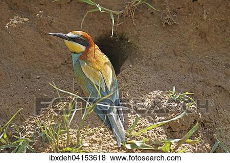 Bienenfresser (Merops apiaster) an der Bruthohle, sudliches Ungarn View Large Photo Image Stock Photo - Bienenfresser (Merops apiaster) an der Bruthohle, sudliches Ungarn. Fotosearch