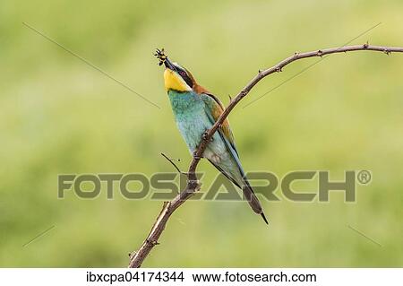 Bienenfresser (Merops apiaster), auf Ast sitzend mit Hummel im Schnabel, Oblast Russe, Bulgarien, Europa View Large Photo Image Picture - Bienenfresser (Merops apiaster), auf Ast sitzend mit Hummel im Schnabel, Oblast Russe, Bulgarien, Europa. Fotosearch