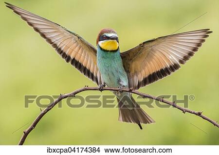 Bienenfresser (Merops apiaster), auf Ast anfliegend, Oblast Russe, Bulgarien, Europa View Large Photo Image Picture - Bienenfresser (Merops apiaster), auf Ast anfliegend, Oblast Russe, Bulgarien, Europa. Fotosearch