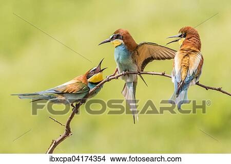 Bienenfresser (Merops apiaster), drei Vogel auf Ast sitzend und streitend, Oblast Russe, Bulgarien, Europa View Large Photo Image Picture - Bienenfresser (Merops apiaster), drei Vogel auf Ast sitzend und streitend, Oblast Russe, Bulgarien, Europa. Fotosearch