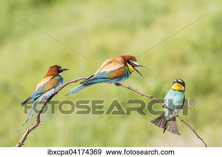 Bienenfresser (Merops apiaster), drei Vogel auf Ast sitzend, Oblast Russe, Bulgarien, Europa View Large Photo Image Stock Photo - Bienenfresser (Merops apiaster), drei Vogel auf Ast sitzend, Oblast Russe, Bulgarien, Europa. Fotosearch
