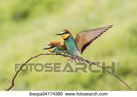 Bienenfresser (Merops apiaster), ein Vogel auf Ast sitzend, einer anfliegend, Oblast Russe, Bulgarien, Europa View Large Photo Image Stock Image - Bienenfresser (Merops apiaster), ein Vogel auf Ast sitzend, einer anfliegend, Oblast Russe, Bulgarien, Europa. Fotosearch
