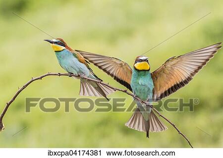 Bienenfresser (Merops apiaster), ein Vogel auf Ast sitzend, einer anfliegend, Oblast Russe, Bulgarien, Europa View Large Photo Image Stock Image - Bienenfresser (Merops apiaster), ein Vogel auf Ast sitzend, einer anfliegend, Oblast Russe, Bulgarien, Europa. Fotosearch
