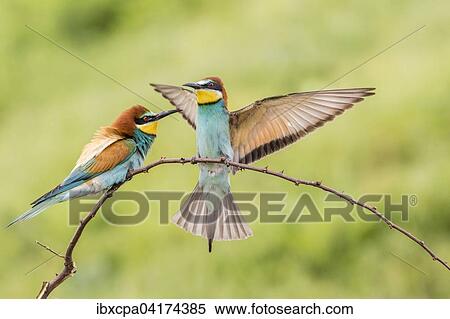 Bienenfresser (Merops apiaster), ein Vogel auf Ast sitzend, einer anfliegend, Oblast Russe, Bulgarien, Europa View Large Photo Image Stock Photography - Bienenfresser (Merops apiaster), ein Vogel auf Ast sitzend, einer anfliegend, Oblast Russe, Bulgarien, Europa. Fotosearch