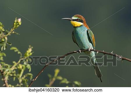 Bienenfresser (Merops apiaster), Rheinland-Pfalz, Deutschland, Europa View Large Photo Image Stock Image - Bienenfresser (Merops apiaster), Rheinland-Pfalz, Deutschland, Europa. Fotosearch