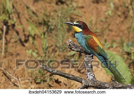 Stock Photo - Bienenfresser (Merops apiaster) vor der Brutwand, sudliches Ungarn. Fotosearch