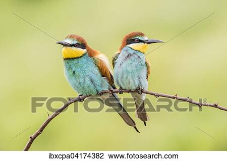Bienenfresser (Merops apiaster), zwei Vogel auf Ast sitzend, Oblast Russe, Bulgarien, Europa View Large Photo Image Stock Image - Bienenfresser (Merops apiaster), zwei Vogel auf Ast sitzend, Oblast Russe, Bulgarien, Europa. Fotosearch